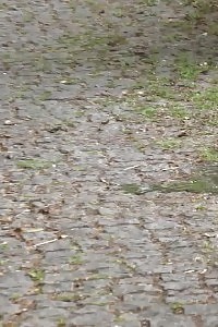 Gfs Piss Simultaneously While Outside