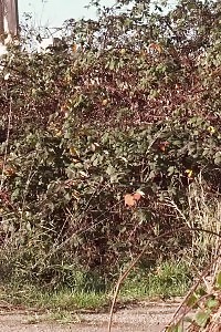 Closeup Peeing For Blonde In Jeans