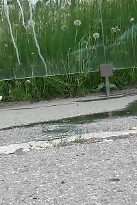 Wonderful Brunette Pissing In A Schoolbus Stop On A Main Road