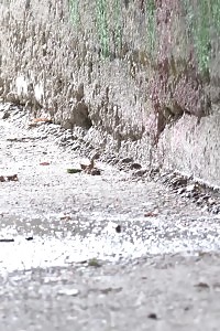 Brunette Cutie Pisses On The Ground