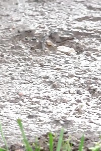 Incredible Secretary Pisses In A Local Woodland